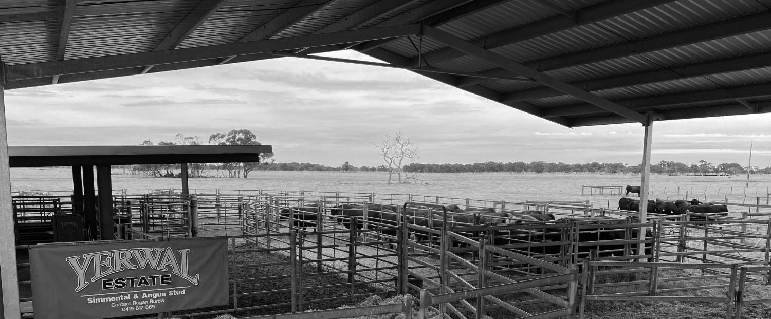Angus Bull Sales Yerwal Estate