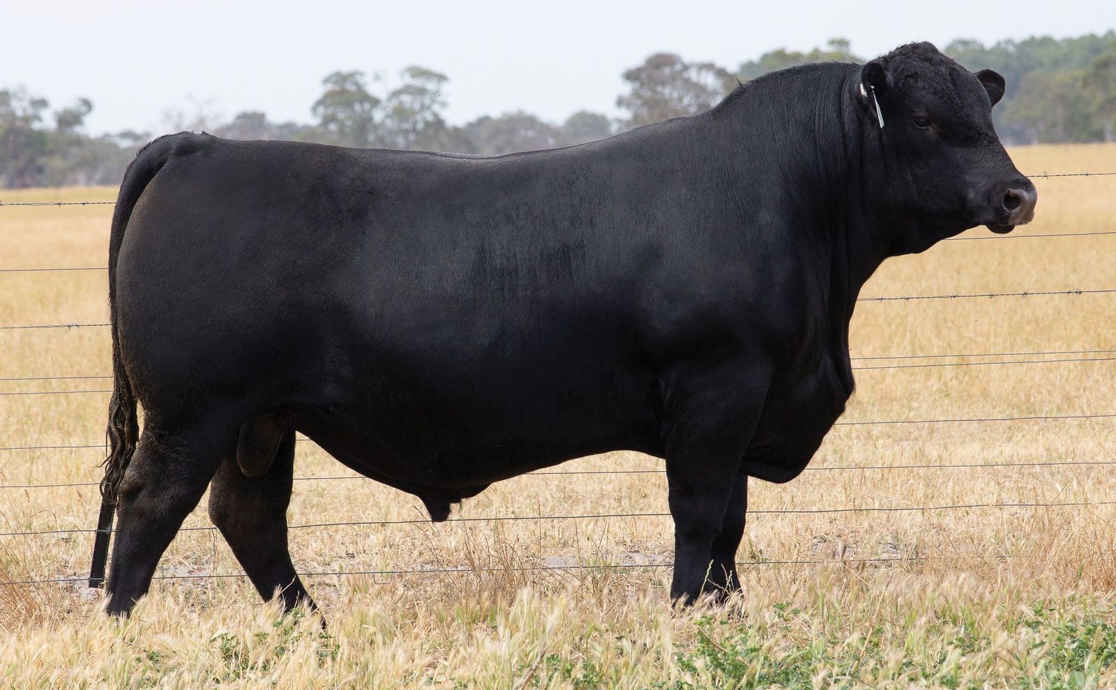 2026 Angus bull sale - Yerwal Estate